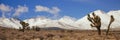 Joshua Trees In The Sierra Nevada Mountains