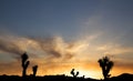 Joshua Trees in Silhouette against the Sunset Royalty Free Stock Photo