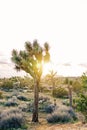 Joshua trees in sunset light, desert landscape Royalty Free Stock Photo