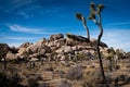 Joshua Trees and travelers