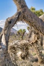 Joshua trees at Joshua Tree National Park against open grasslands in teh desert