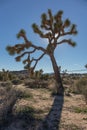 Joshua Tree National Park Royalty Free Stock Photo