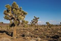 Joshua Trees (Yucca brevifolia) Royalty Free Stock Photo