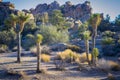 Joshua trees Yucca brevifolia native to the Mojave Desert of Joshua Tree National Park in California Royalty Free Stock Photo