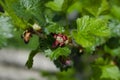 Jostabarry flower Ribes nidigrolaria or josta, hybrid of black currants and gooseberries