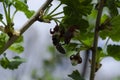 Jostabarry flower Ribes nidigrolaria or josta, hybrid of black currants and gooseberries