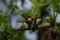 Jostabarry flower Ribes nidigrolaria or josta, hybrid of black currants and gooseberries