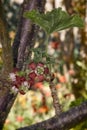 Jostabarry flower (Ribes nidigrolaria)