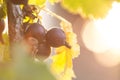 Jostaberry blackcurrant bush branch for backgrounds in german garden. Shallow focus background. Backlit with sunrays