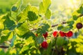 Jostaberry branch with berries on the sunset Royalty Free Stock Photo