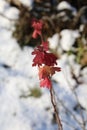 Jostaberry bush in winter