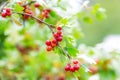 The jostaberry is a cross fruit bush involving the black currant, black gooseberry and the European gooseberry Royalty Free Stock Photo