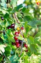 The jostaberry on fruit bush Royalty Free Stock Photo