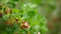 Jostaberry flower blossom growing bush shrub bloom bud branch orchards garden spring Ribes nidigrolaria black currant gooseberry Royalty Free Stock Photo