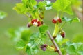 Jostaberry Ribes nidigrolaria flower in springtime Royalty Free Stock Photo