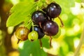 The jostaberry Ribes nidigrolaria hybrid of a black currant and gooseberry in the garden Royalty Free Stock Photo