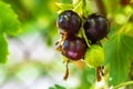 The jostaberry Ribes nidigrolaria hybrid of a black currant and gooseberry in the garden Royalty Free Stock Photo