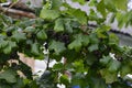 Jostaberry Ribes x nidigrolaria. On the branch are ripe berries of Yoshta Royalty Free Stock Photo