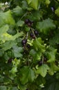 Jostaberry Ribes x nidigrolaria. On the branch are ripe berries of Yoshta Royalty Free Stock Photo