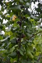 Jostaberry Ribes x nidigrolaria. On the branch are ripe berries of Yoshta Royalty Free Stock Photo