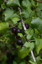 Jostaberry Ribes x nidigrolaria. On the branch are ripe berries of Yoshta Royalty Free Stock Photo