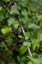 Jostaberry Ribes x nidigrolaria. On the branch are ripe berries of Yoshta Royalty Free Stock Photo