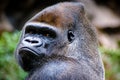 Gorilla portrait in the zoo Royalty Free Stock Photo