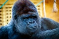 Gorilla portrait in the zoo Royalty Free Stock Photo