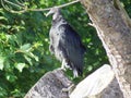 jote. big black bird on the tree Royalty Free Stock Photo