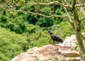 Jote or vulture Royalty Free Stock Photo