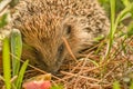 Joung Hedgehog in grass Royalty Free Stock Photo