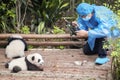 Journalist filming baby pandas first public display in Chengdu Research Base of Giant Panda Breeding.