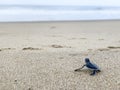Journey of Baby Sea Turtle in Sukamade Beach, Banyuwangi, Indonesia Royalty Free Stock Photo
