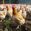 Journey of chicken meat production, from farm to fork