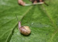 The journey of a curious Wood Snail on a tree leaf