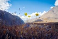 Journey on foot through the mountain valleys. Beauty of wildlife. Altai, the road to Shavlinsky lakes, Russia. Peaks of snowy Royalty Free Stock Photo