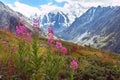 Journey on foot through the mountain valleys. Beauty of wildlife. Altai, the road to Shavlinsky lakes, Russia. Peaks of snowy