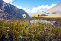 Journey on foot through the mountain valleys. Beauty of wildlife. Altai, the road to Shavlinsky lakes, Russia. Peaks of snowy Royalty Free Stock Photo