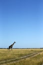Journey of Giraffe on the plains Royalty Free Stock Photo