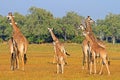 A journey of Giraffes on the open plains in Zambia