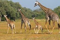 A journey of giraffes on the plains in South Luangwa