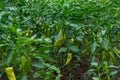 Organic Pepper Haven: Sun-Kissed Green Beauties in Summer