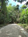 Journey Through the Lush Jungle: Exploring the Verdant Pathways of Tikal, Peten, Guatemala