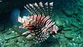 Intriguing Beauty: Lionfish in the Coral Kingdom