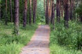 Journey through the pine forest, an old paved road through the woods for walkers there are the needles from