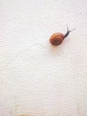 The Journey of Slowlife Snail.