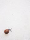The Journey of Snail