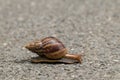 The journey of snail in the nature background.