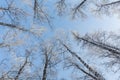 Journey to the fairy tale. Birch grove under the snow. The Arctic. The cold northern sun is above the horizon