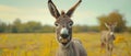 Jovial Donkey Grins Amidst Pastoral Serenity. Concept Animal Photography, Donkeys, Farm Life,